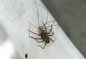 Tegenaria_atrica_F2213_Z_83_Les Gris_Frankrijk